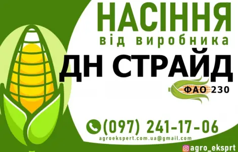 Гібрид кукурудзи ДН Страйд (ФАО 230) від виробника