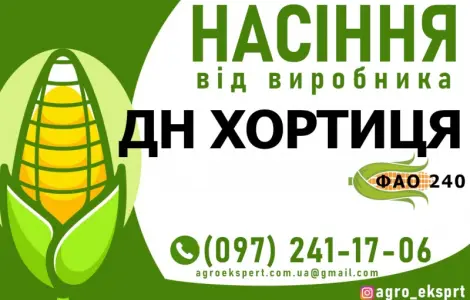 Гибрид кукурузы ДН Хортиця (ФАО 240) от производителя