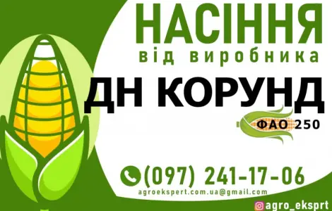 Гібрид кукурудзи ДН Корунд (ФАО 250) від виробника
