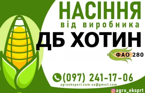 Гибрид кукурузы ДБ Хотин (ФАО 280) от производителя