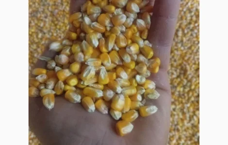 Продам кукурузу