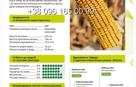 Насіння кукурудзи ВН 63 ФАО 280 - високий потенціал врожайності