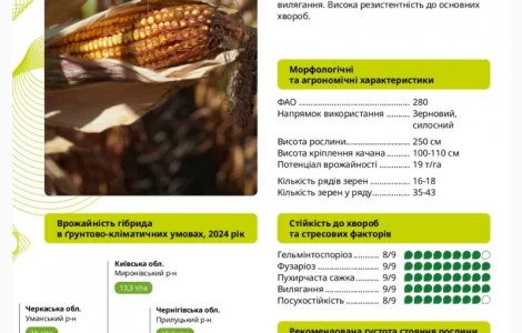 Насіння кукурудзи ГАЛАРДО ФАО 280 – высокая урожайность
