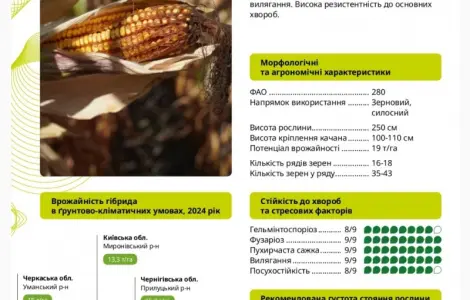 Насіння кукурудзи ГАЛАРДО ФАО 280 – висока урожайність