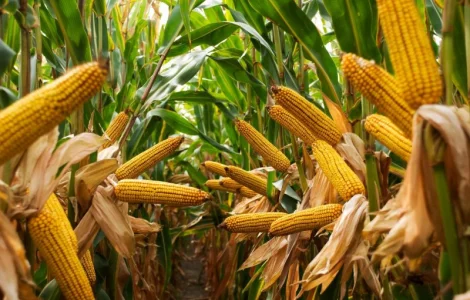 Насіння кукурудзи Оніо у продажу