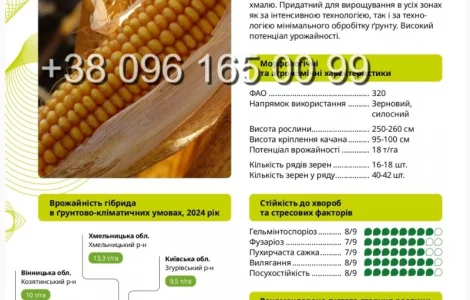 Насіння кукурудзи ВН 6763 ФАО 320