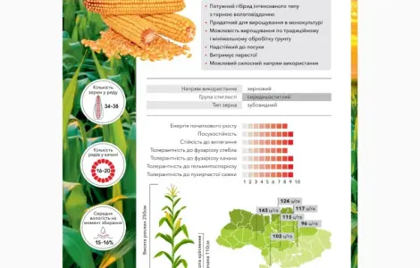 Кукуруза Андрес (ФАО 350) – высокопродуктивный гибрид