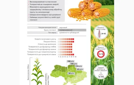 Насіння кукурудзи Рубен ФАО 300 з безкоштовною доставкою