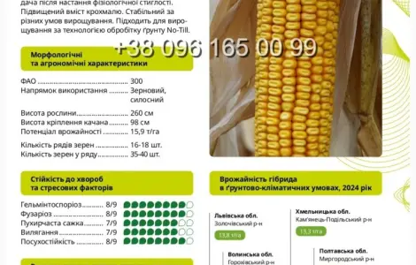 Насіння кукурудзи Гран 6 ФАО 300 – продаж