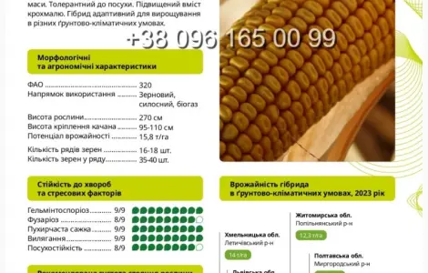 Насіння кукурудзи Амарок 290 - високий врожай