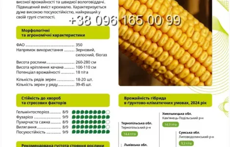 Насіння кукурудзи ТЕСЛА ФАО 350 – високий потенціал для вашого поля