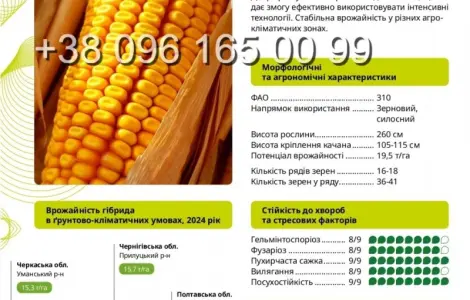 Насіння кукурудзи Бейліс ФАО 310 – высокоурожайный гібрид