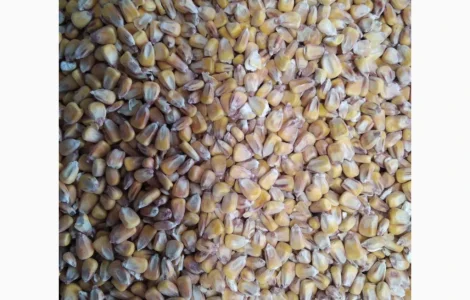 Кукурудза товарна суха 1300 тонн