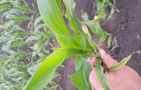 Продам кукурудзу