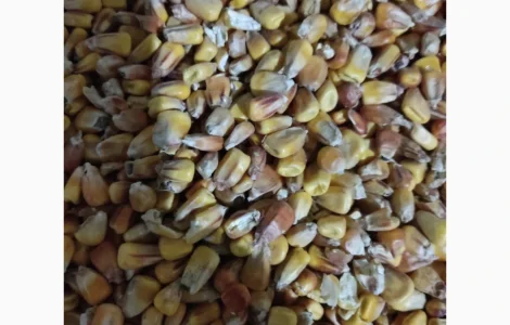 Продам кукурудзу