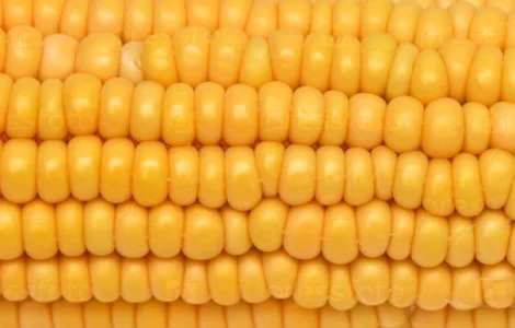 Закуповуємо кукурудзу