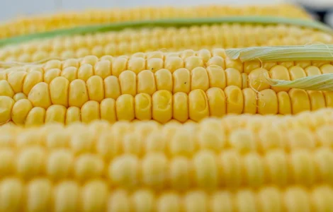 Куплю Кукурудзу гуртом по всій Україні