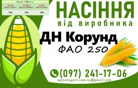 ДН Корунд (ФАО 250) - Продаж насіння кукурудзи 2025 року