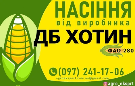 Насіння від виробника - Гібрид кукурудзи ДБ Хотин (ФАО 280)