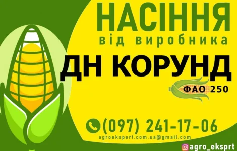 Насіння від виробника - Гібрид кукурудзи ДН Корунд (ФАО 250)
