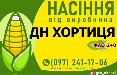 Насіння від виробника - Гібрид кукурудзи ДН Хортиця (ФАО 240)