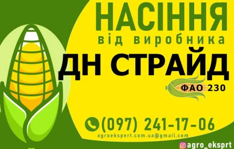 Насіння від виробника - Гібрид кукурудзи ДН Страйд (ФАО 230)