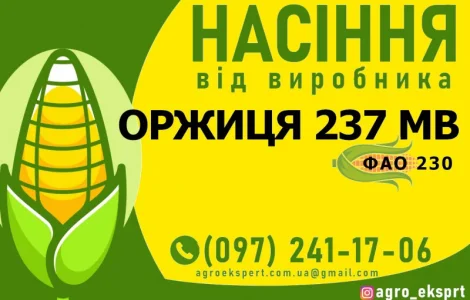 Насіння від виробника - Гібрид кукурудзи Оржиця 237 МВ (ФАО 230)
