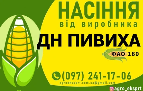Насіння від виробника - Гібрид кукурудзи ДН Пивиха (ФАО 180)