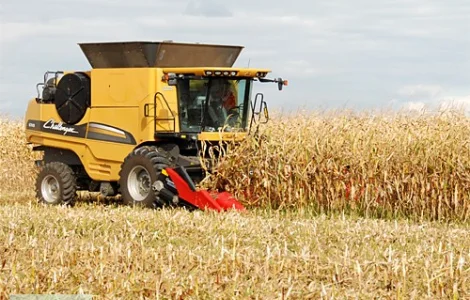 Покупаю кукурузу с места