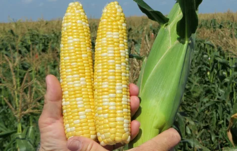 Свіжа солодка кукурудза на продажу
