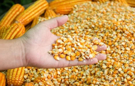 Кукурудза ку