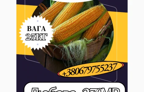 Насіння кормової Кукурудзи Любава 279МВ ( 25 кг)