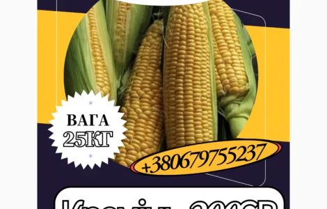 Насіння кормової Кукурудзи Кремінь 200СВ ( 25 кг)