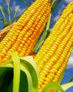 Закуповуємо кукурудзу