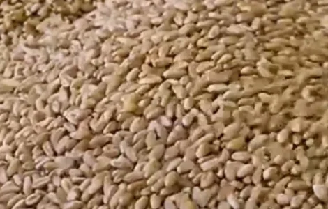 Пшениця озима безоста