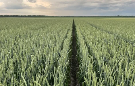 Насіння пшениці ярої Оксамит миронівський