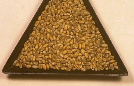 Насіння пшениці м'якої ярої Сімкода Миронівська