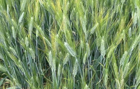 Насіння пшениці твердої озимої Єлісей