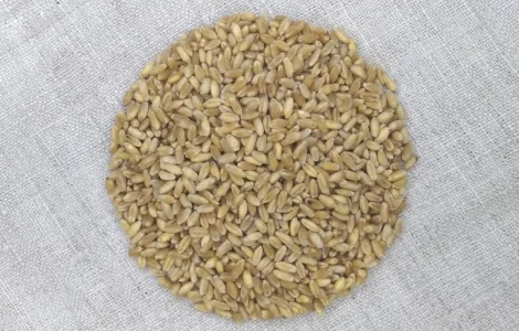 Насіння пшениці твердої озимої Єлісей