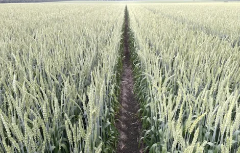 Насіння пшениці ярої Панянка