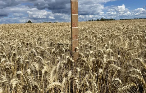 Пшениця м'яка озима Слава Унави