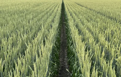 Насіння пшениці ярої Божена