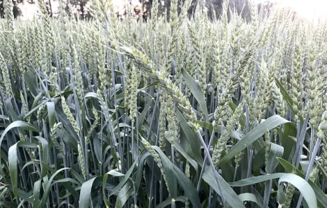 Насіння пшениці м'якої ярої МІП Олександра