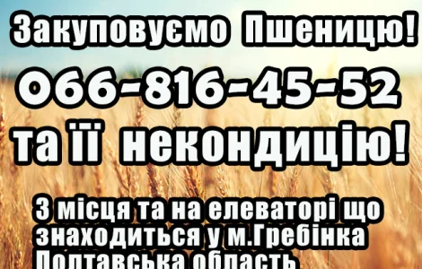 Закуповуємо пшеницю ! Надійне партнерство