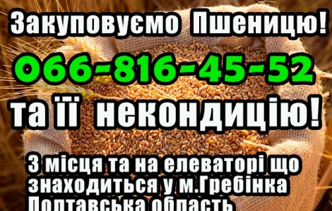 Закуповуємо пшеницю 2