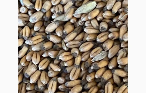 Пшеница с сажкой