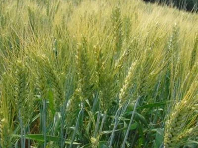 Озима пшениця: ЗДОБНА