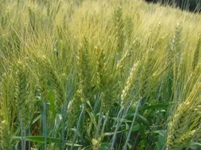 Озима пшениця ЗДОБНА на продажу