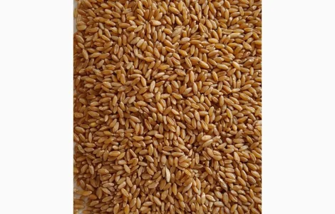 Продам пшеницю тверду (дурум)- 35т