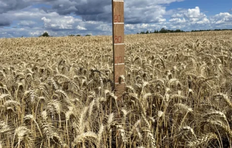 Пшениця м'яка озима